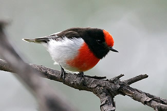 Roodkapvliegenvanger - Petroica goodenovii